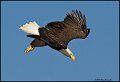 _0SB8974A american bald eagle